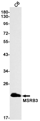 MSRB3 Rabbit mAb